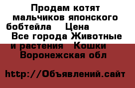 Продам котят мальчиков японского бобтейла. › Цена ­ 30 000 - Все города Животные и растения » Кошки   . Воронежская обл.